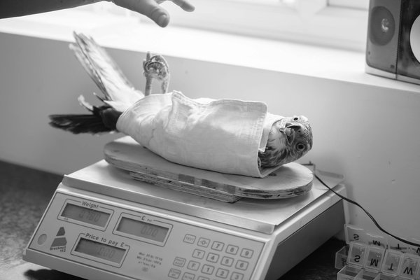 Wat zijn de beste manieren om huisdieren te trainen?