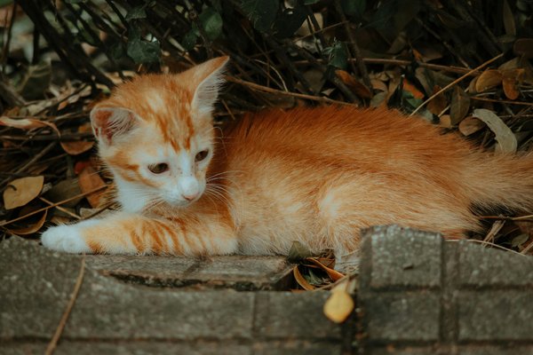Hoe kun je de gehoorzaamheid van je hond verbeteren met positieve bekrachtiging?