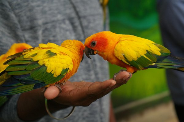 Hoe beïnvloeden dieren ecosystemen op aarde?